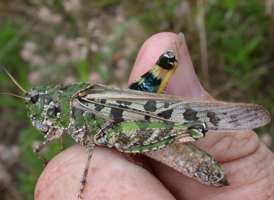 Orange-winged Grasshopper